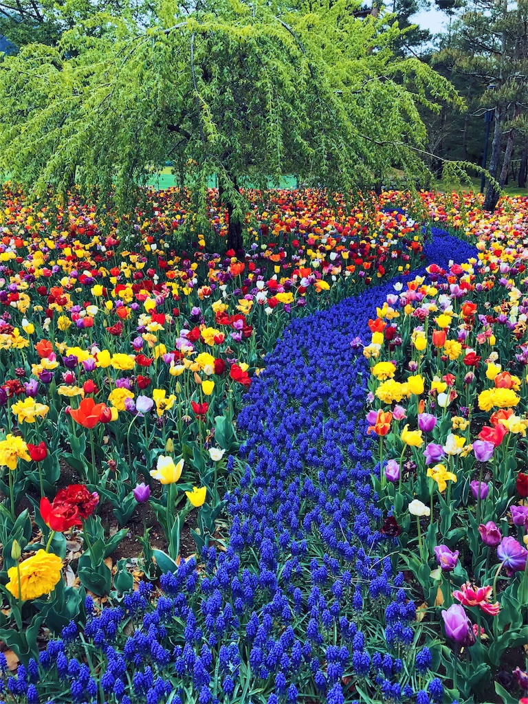 長野県安曇野市 国営アルプスあづみの公園のチューリップ畑18 都会より田舎が好き