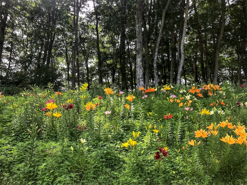 f:id:CNwriting:20180702085415j:plain