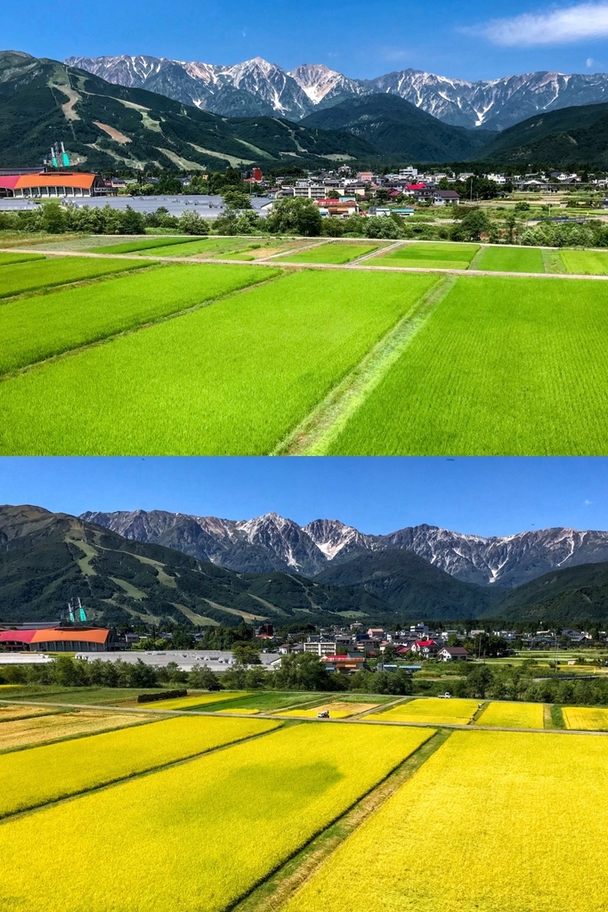 長野県白馬村 田んぼの稲が黄金色に染まって 夏景色から秋景色へ 都会より田舎が好き
