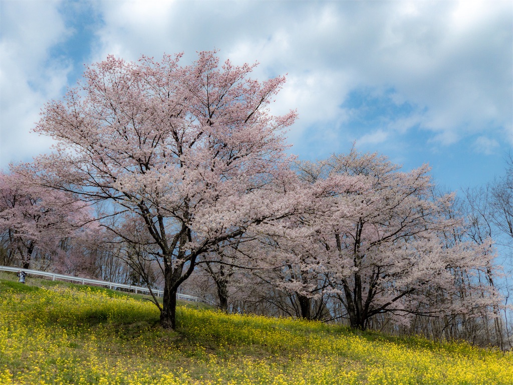 f:id:CNwriting:20190419140514j:plain f:id:CNwriting:20190419140514j:plain