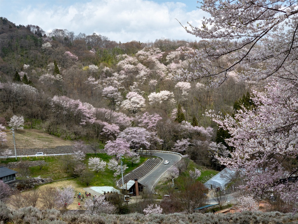 陸郷の山桜 桜仙峡 夢農場の桜 見頃だよ 19 4 19 都会より田舎が好き