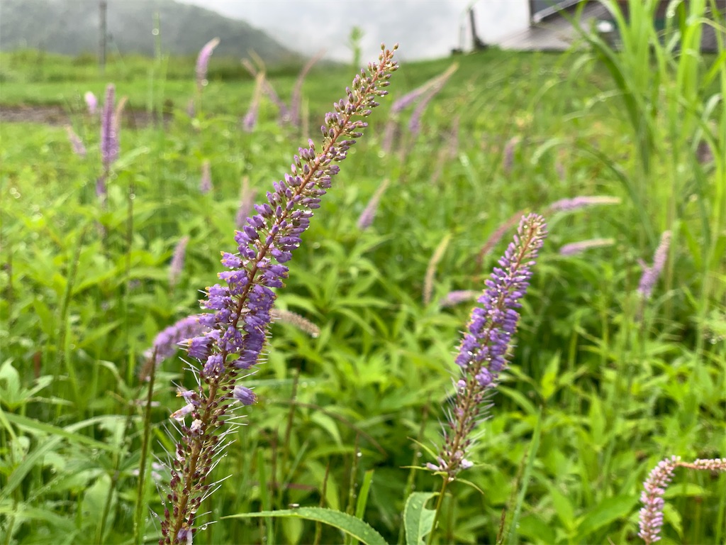 f:id:CNwriting:20190719214415j:plain f:id:CNwriting:20190719214415j:plain