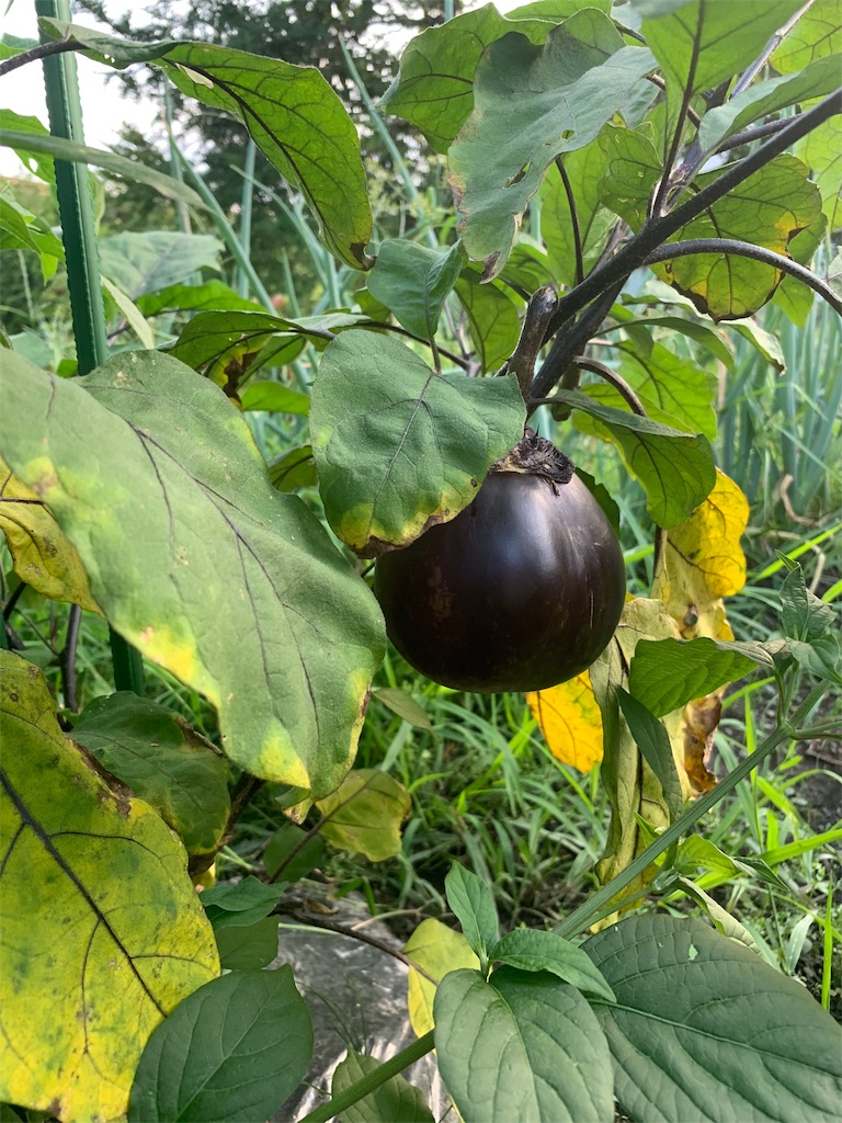 f:id:CNwriting:20190812085144j:plain f:id:CNwriting:20190812085144j:plain