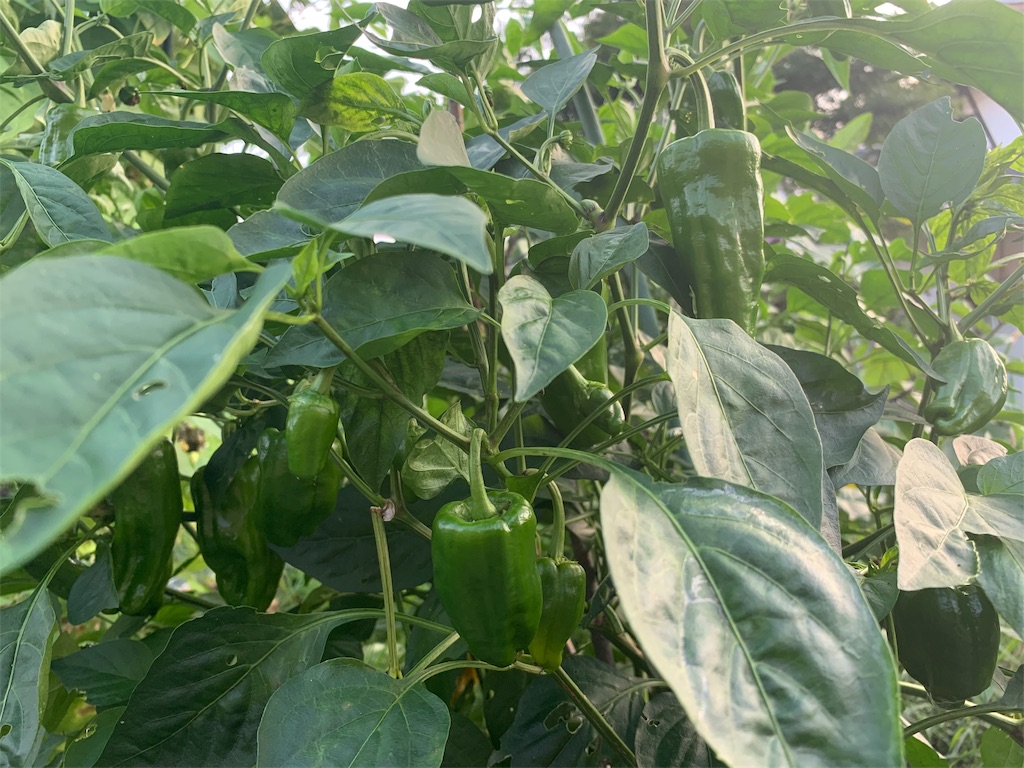 f:id:CNwriting:20190812085147j:plain f:id:CNwriting:20190812085147j:plain