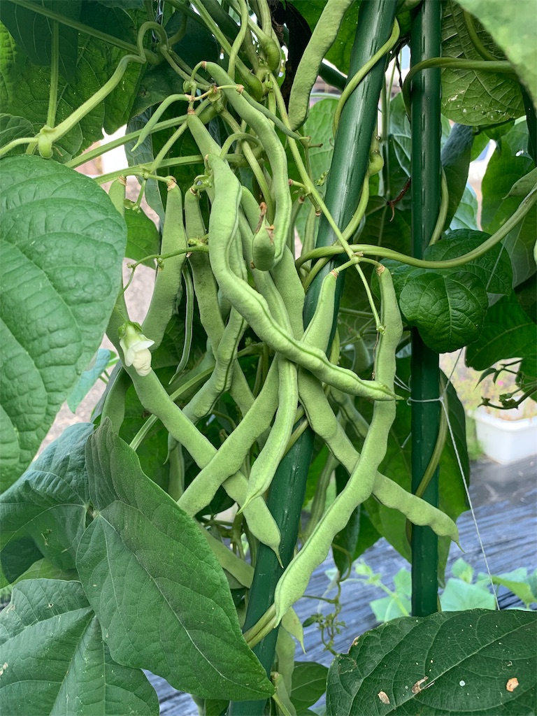 f:id:CNwriting:20190812085150j:plain f:id:CNwriting:20190812085150j:plain