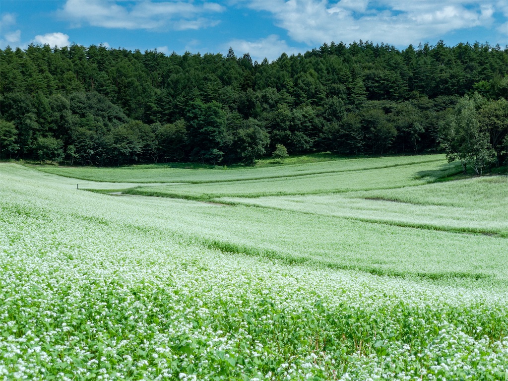 f:id:CNwriting:20190826154422j:plain f:id:CNwriting:20190826154422j:plain