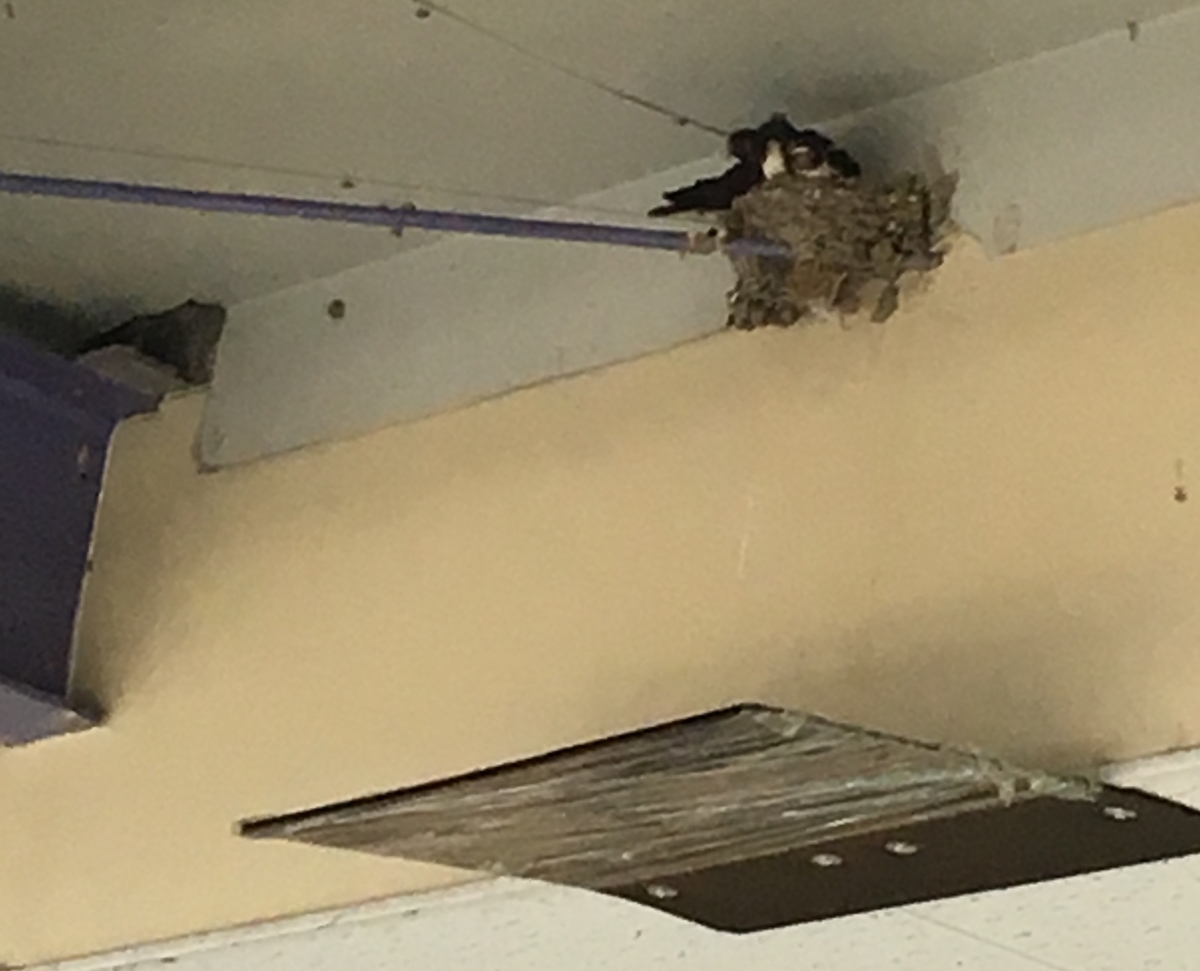 ツバメの糞よけ対策、方法をまとめてみた 都会より田舎が好き。