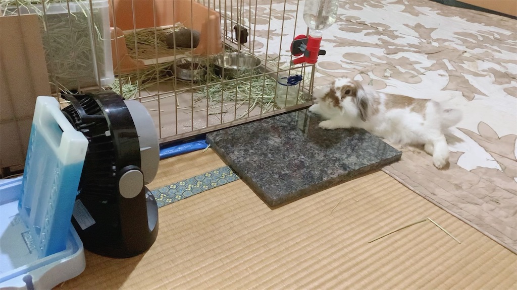 エアコンがない家でうさぎの暑さ対策 保冷剤を使ってます 都会より田舎が好き