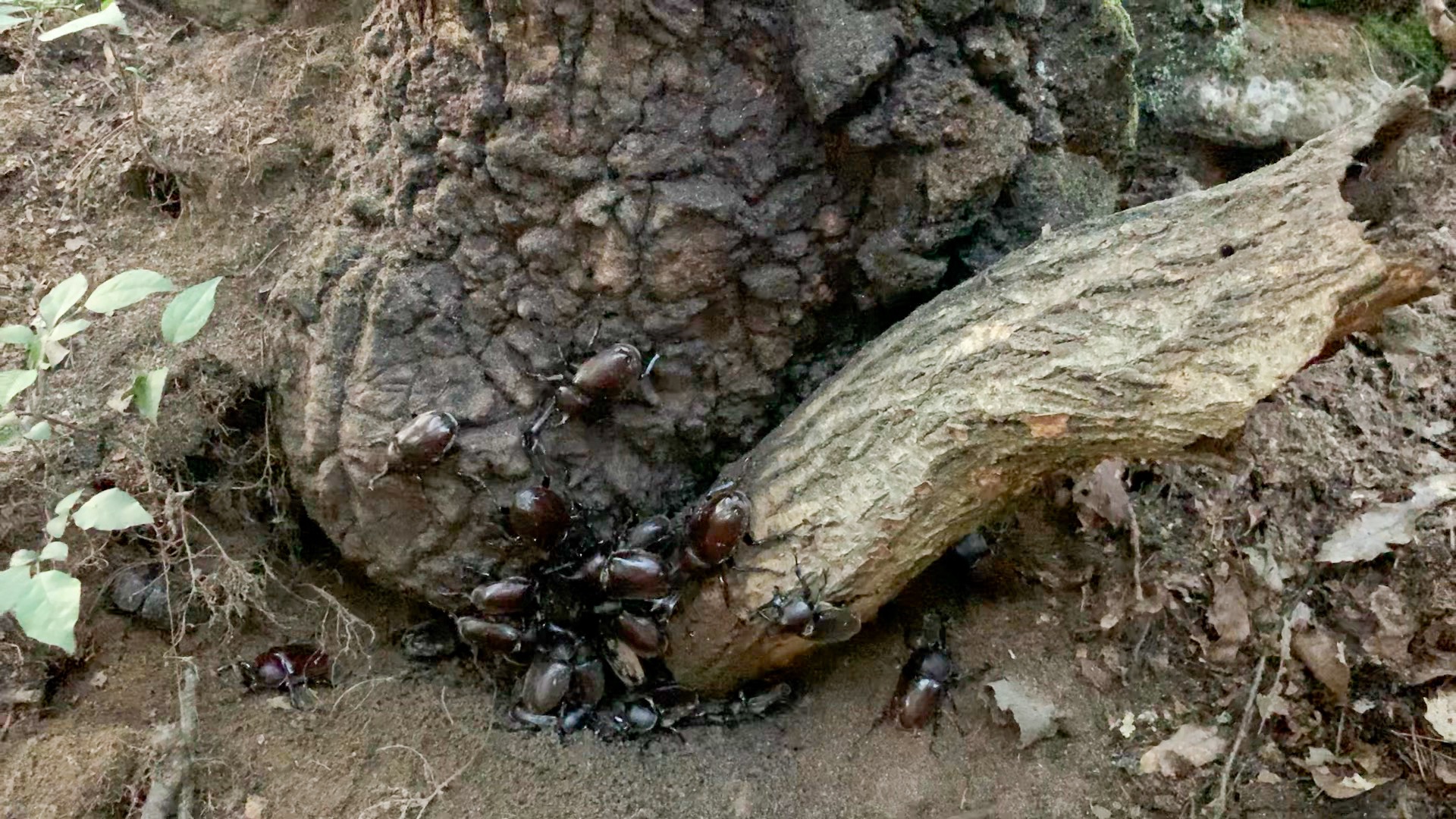 f:id:CNwriting:20240721135030j:image