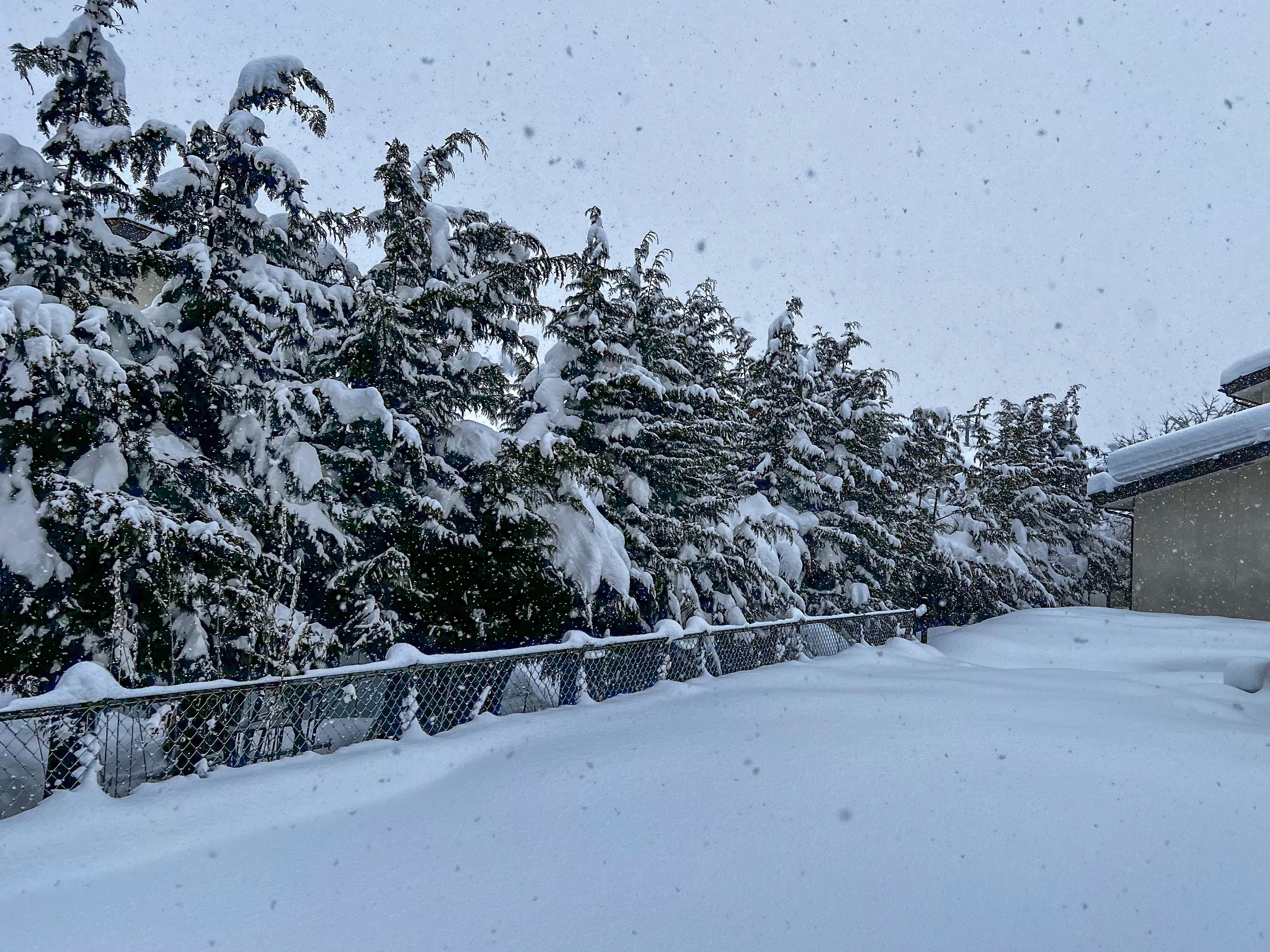 f:id:CNwriting:20250208150129j:image