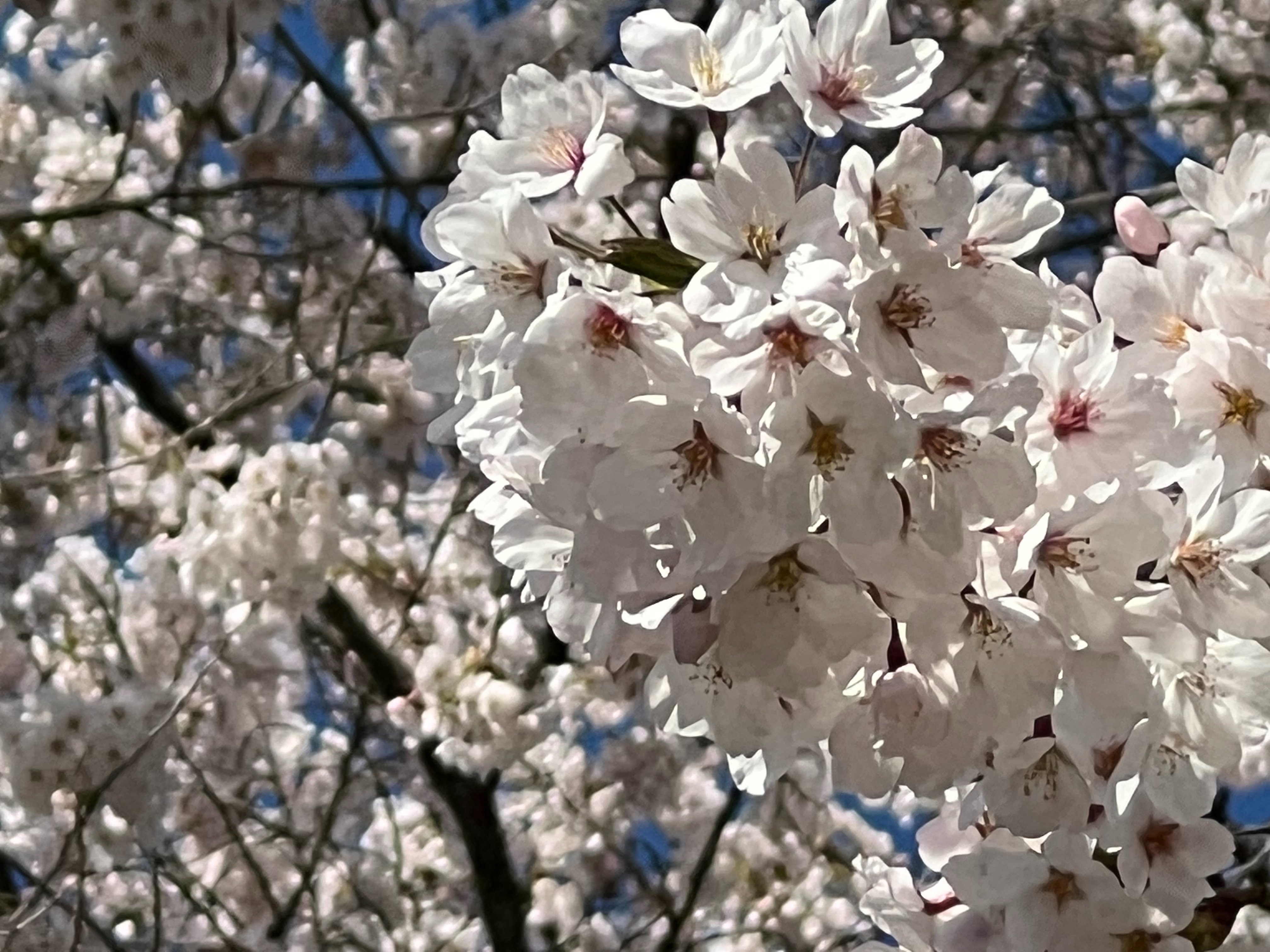 f:id:CNwriting:20250312090310j:image