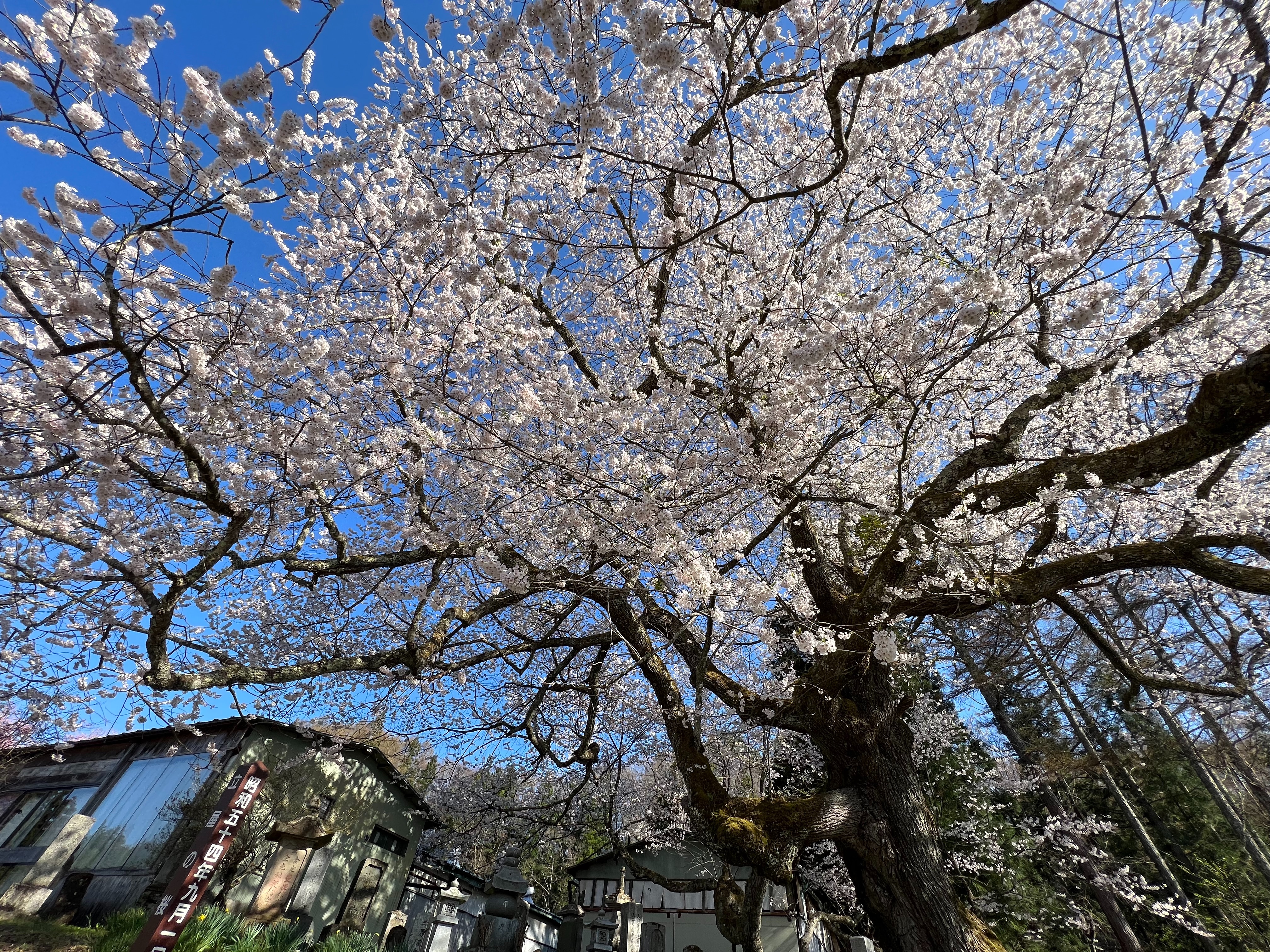 f:id:CNwriting:20250312090601j:image