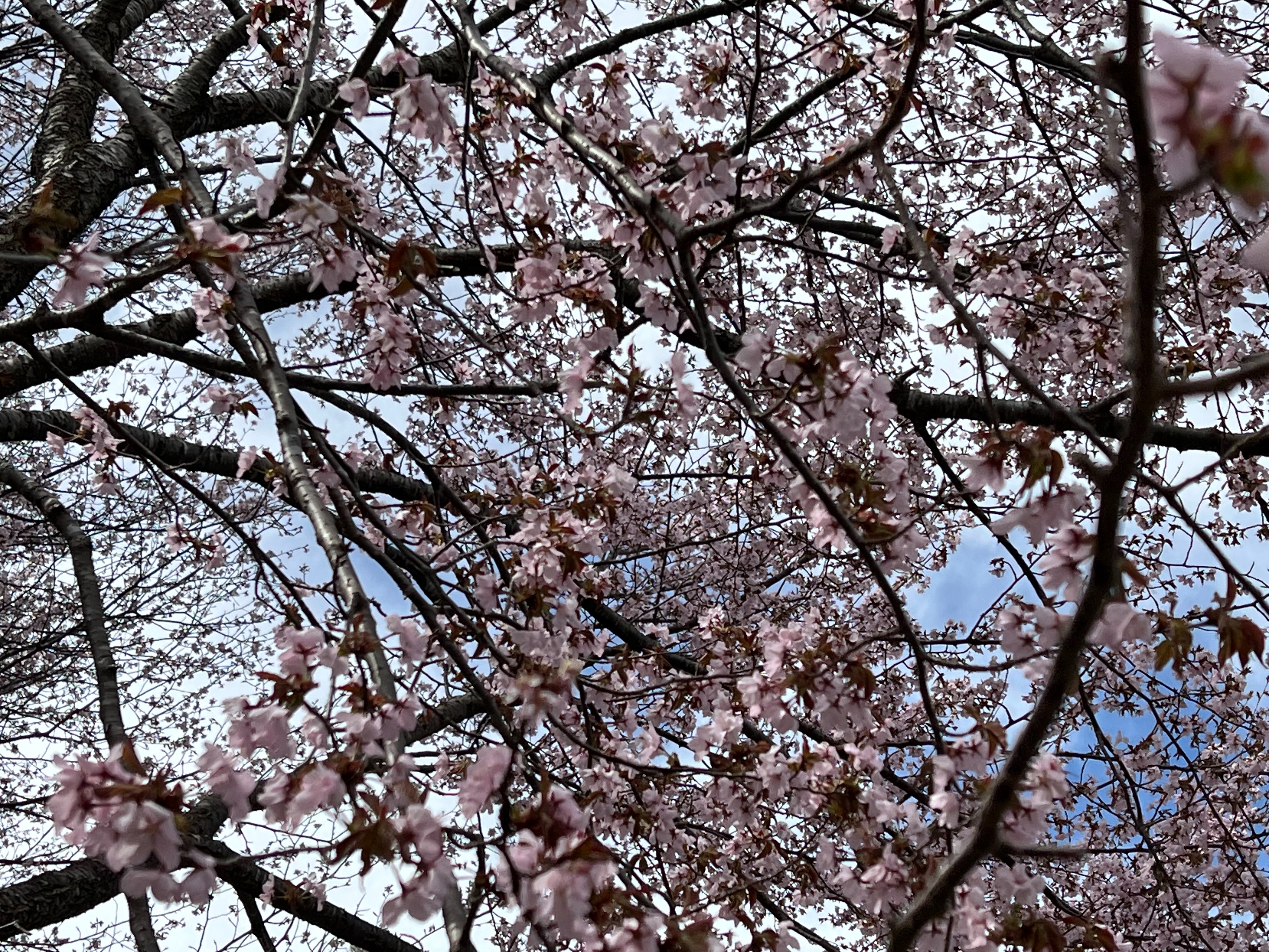 f:id:CNwriting:20250312102911j:image
