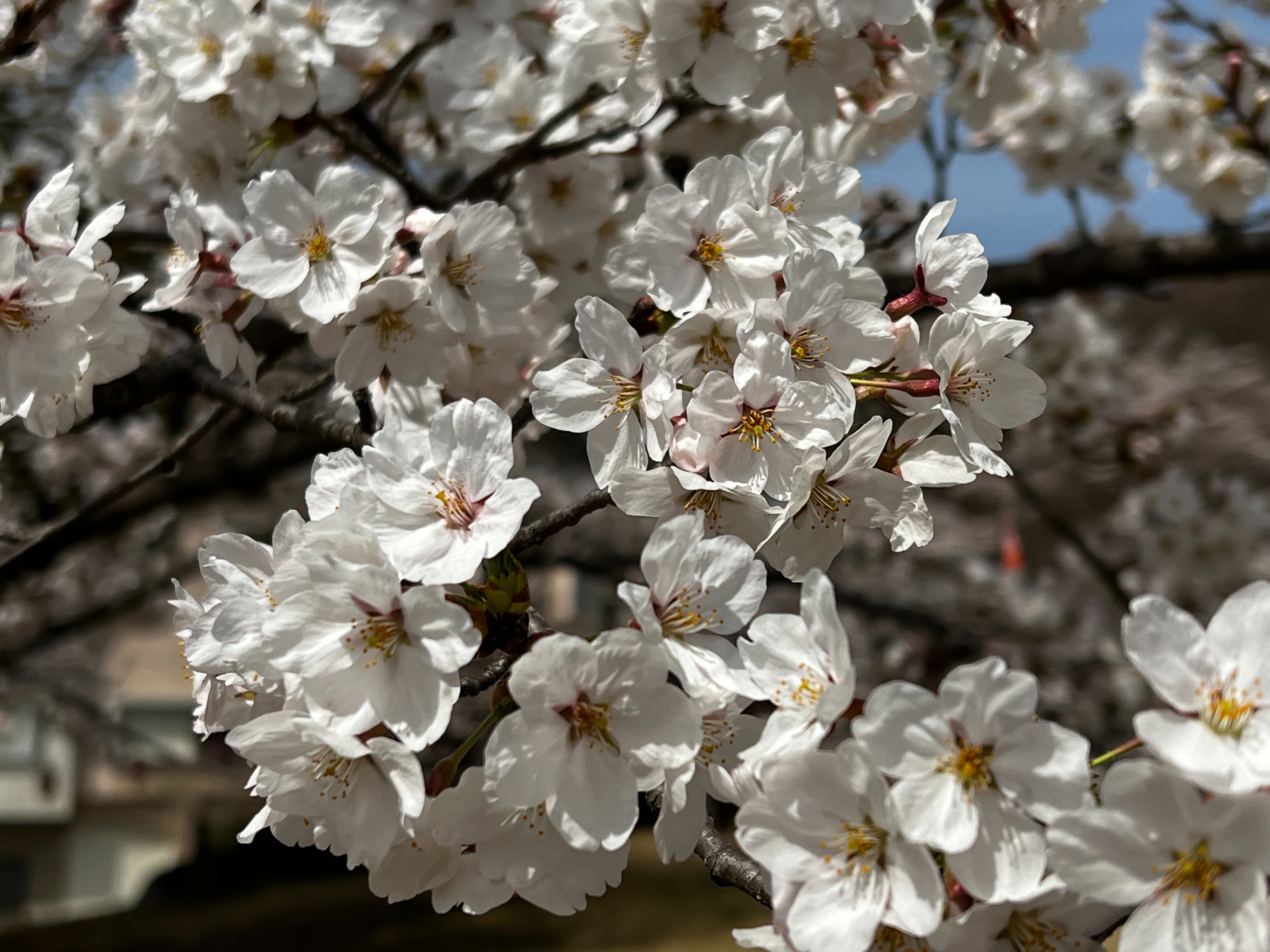 f:id:CNwriting:20250323184118j:image