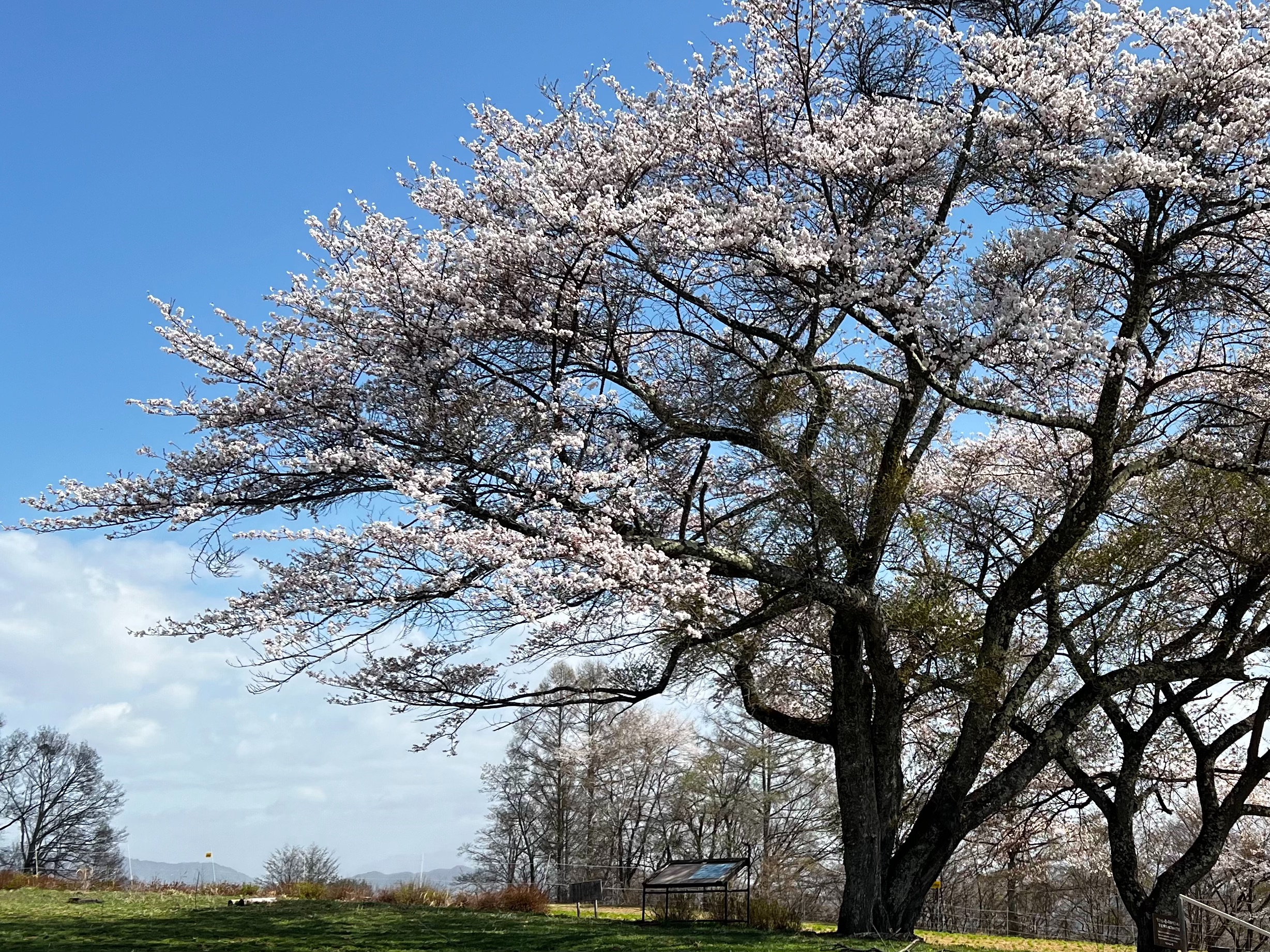 f:id:CNwriting:20250323185023j:image