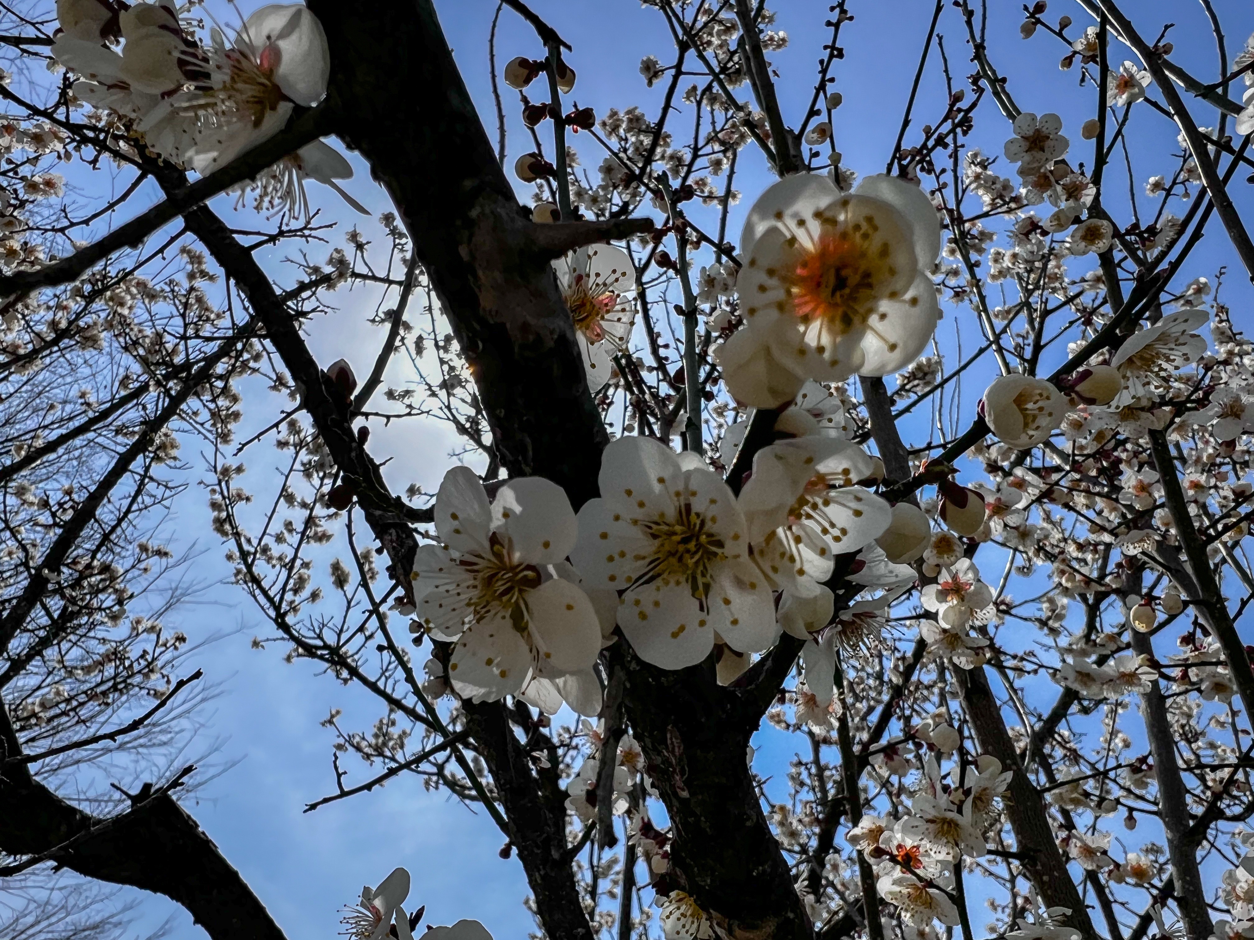 f:id:CNwriting:20250409010402j:image