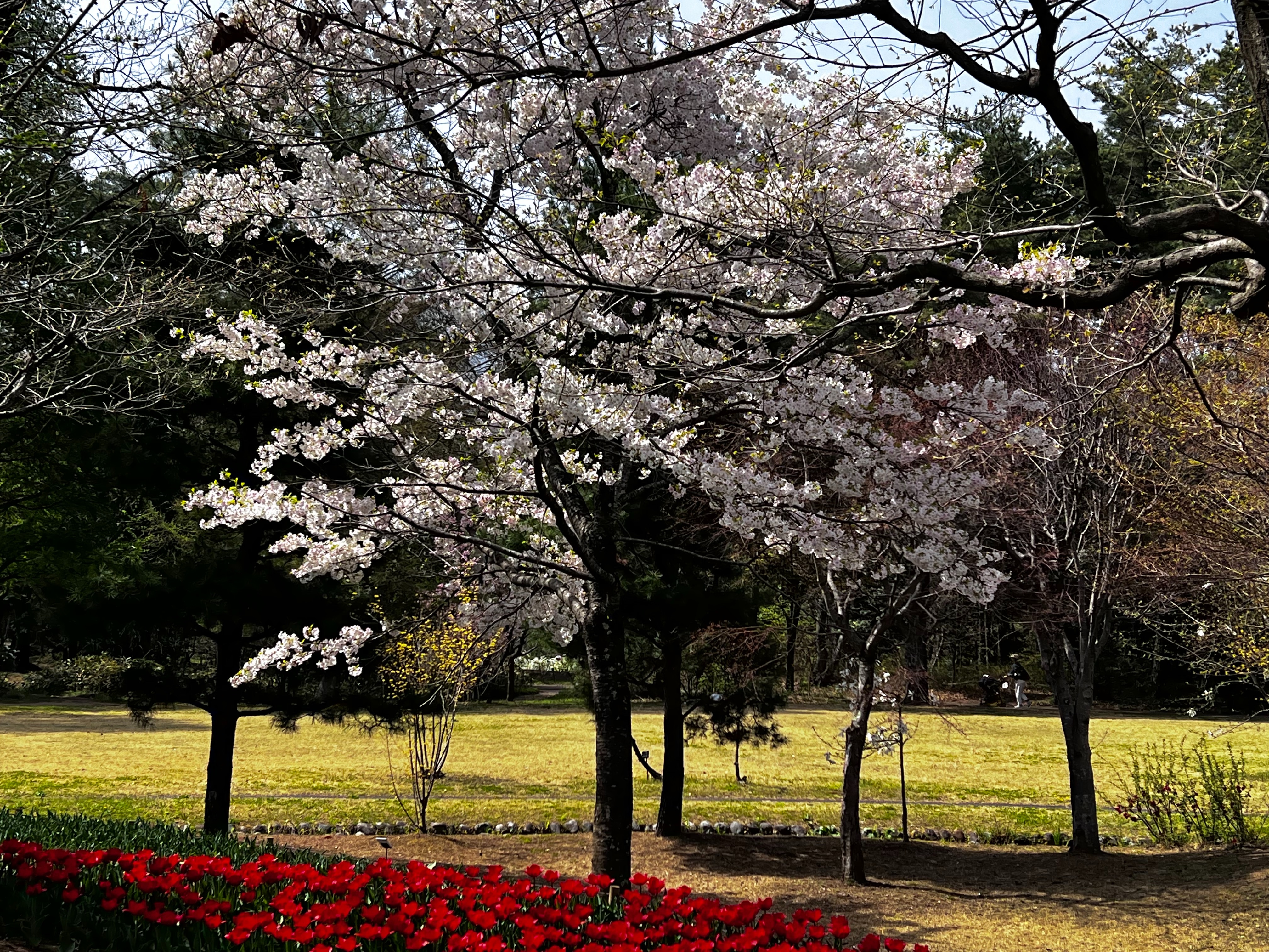 f:id:CNwriting:20250419162859j:image f:id:CNwriting:20250419162859j:image