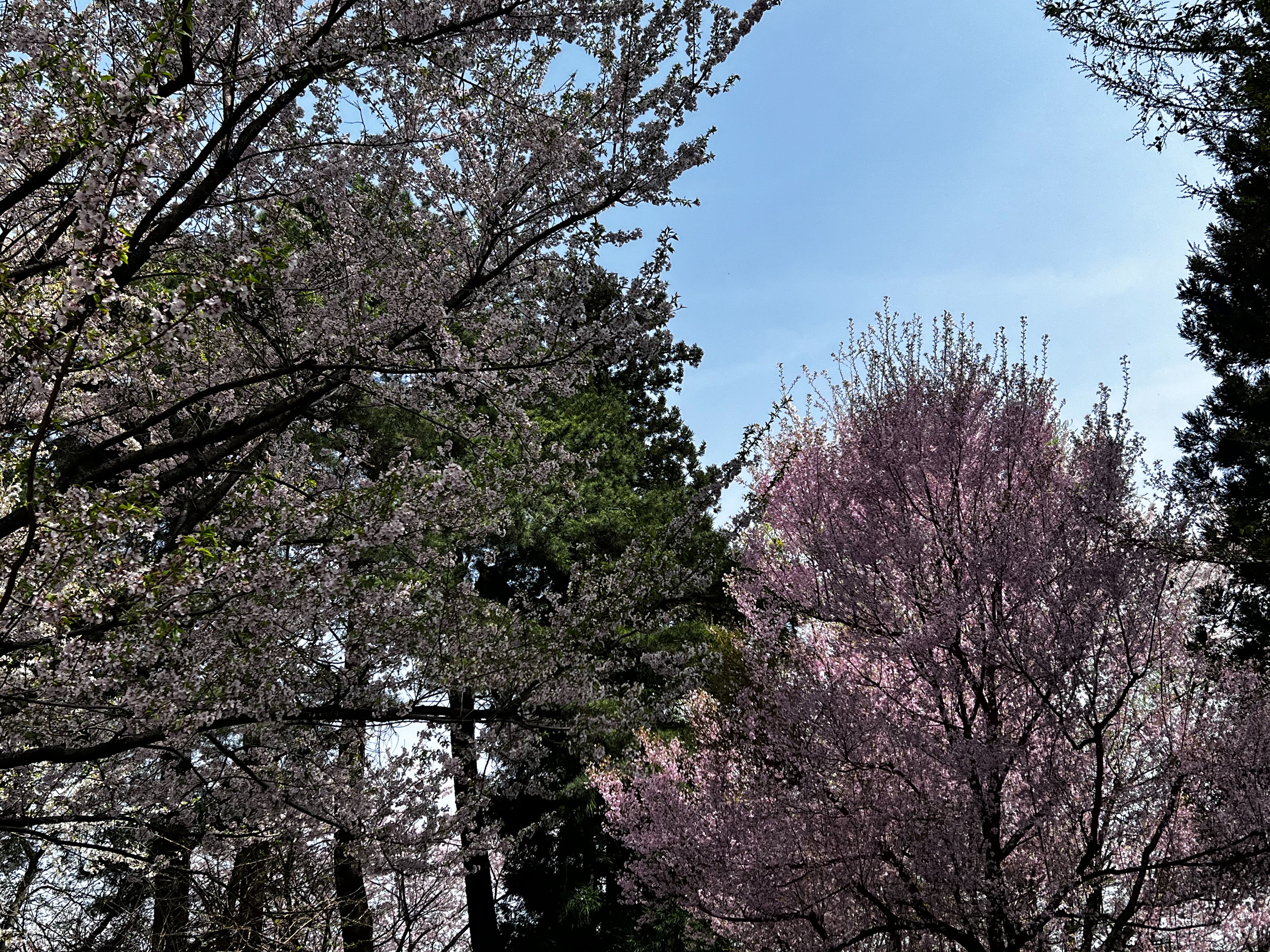 f:id:CNwriting:20250419163056j:image f:id:CNwriting:20250419163056j:image