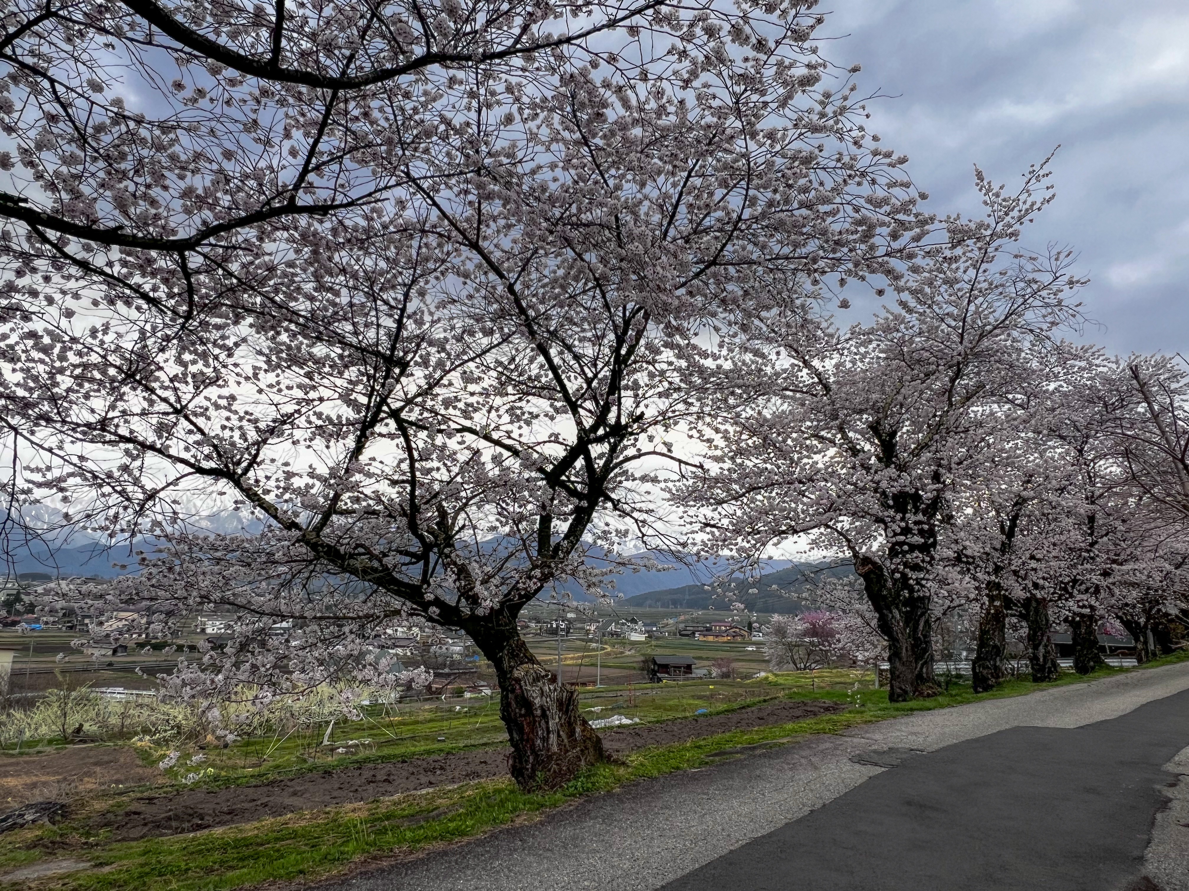f:id:CNwriting:20250420161423j:image
