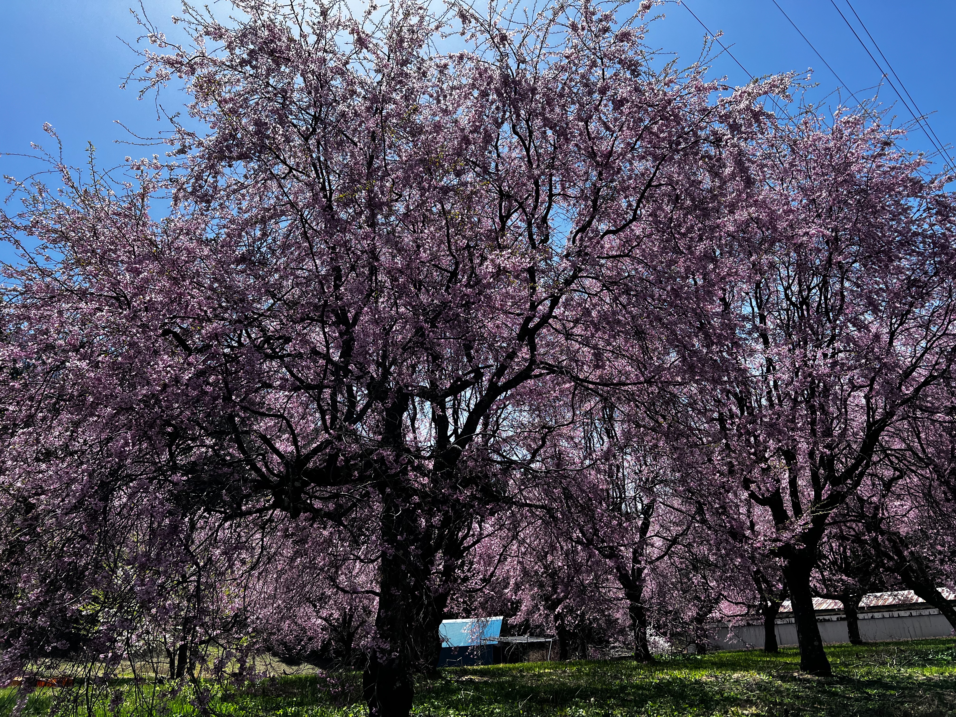 f:id:CNwriting:20250421162901j:image f:id:CNwriting:20250421162901j:image