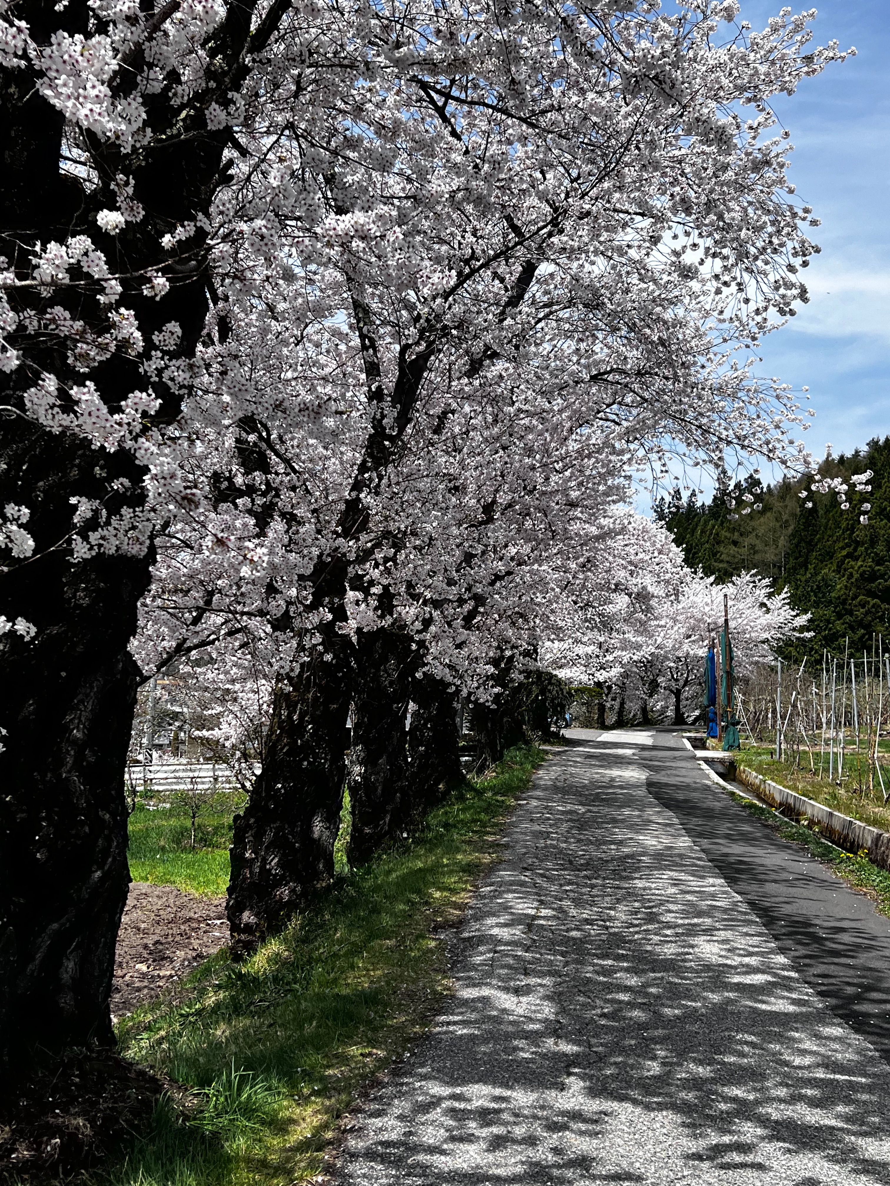 f:id:CNwriting:20250422180148j:image