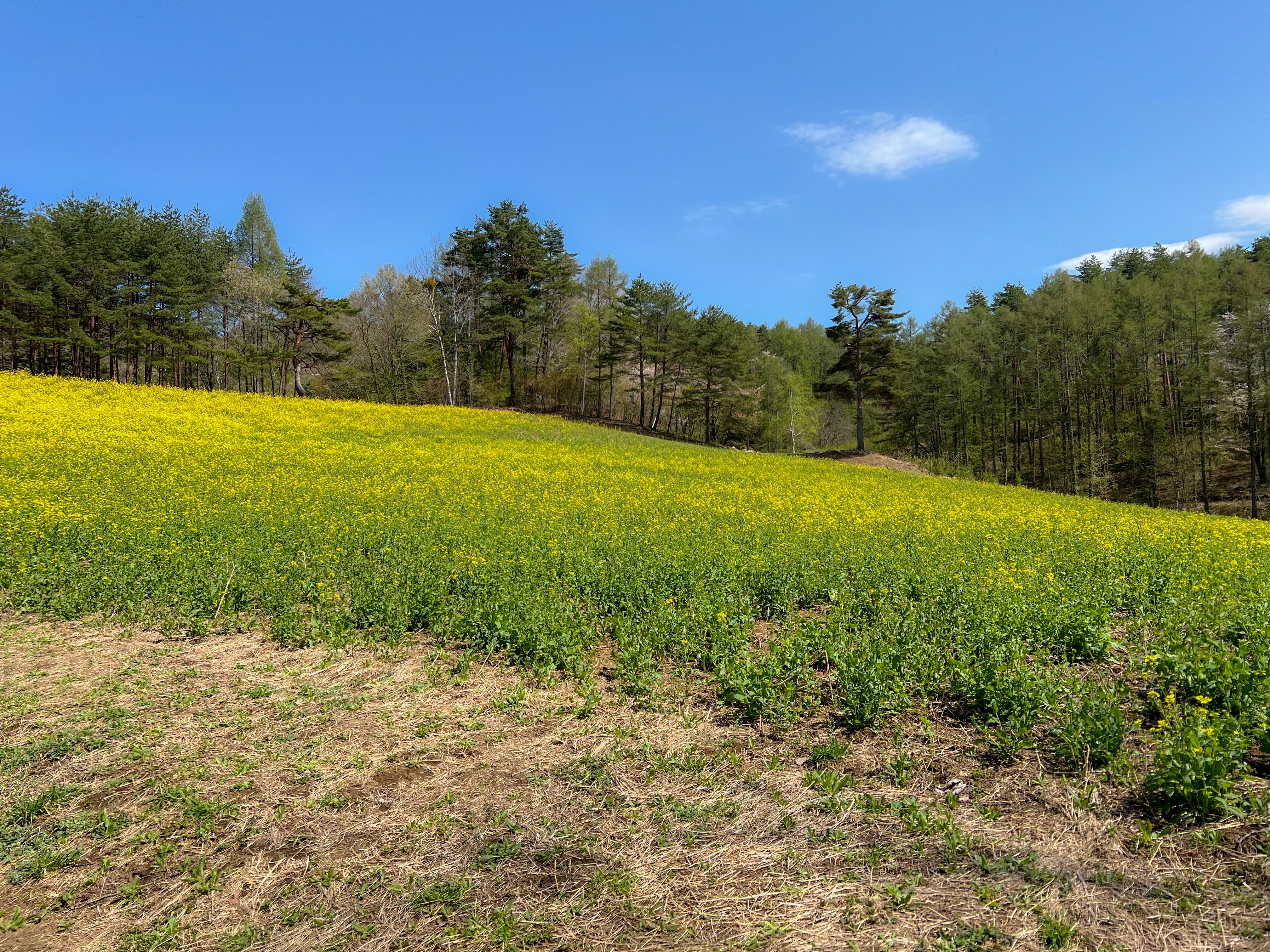 f:id:CNwriting:20250503215257j:image