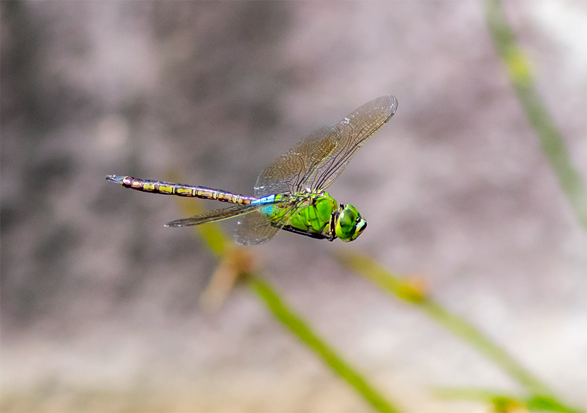 f:id:COCO:20190803180410p:image f:id:COCO:20190803180410p:image
