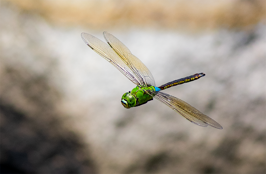 f:id:COCO:20190803180423p:image f:id:COCO:20190803180423p:image