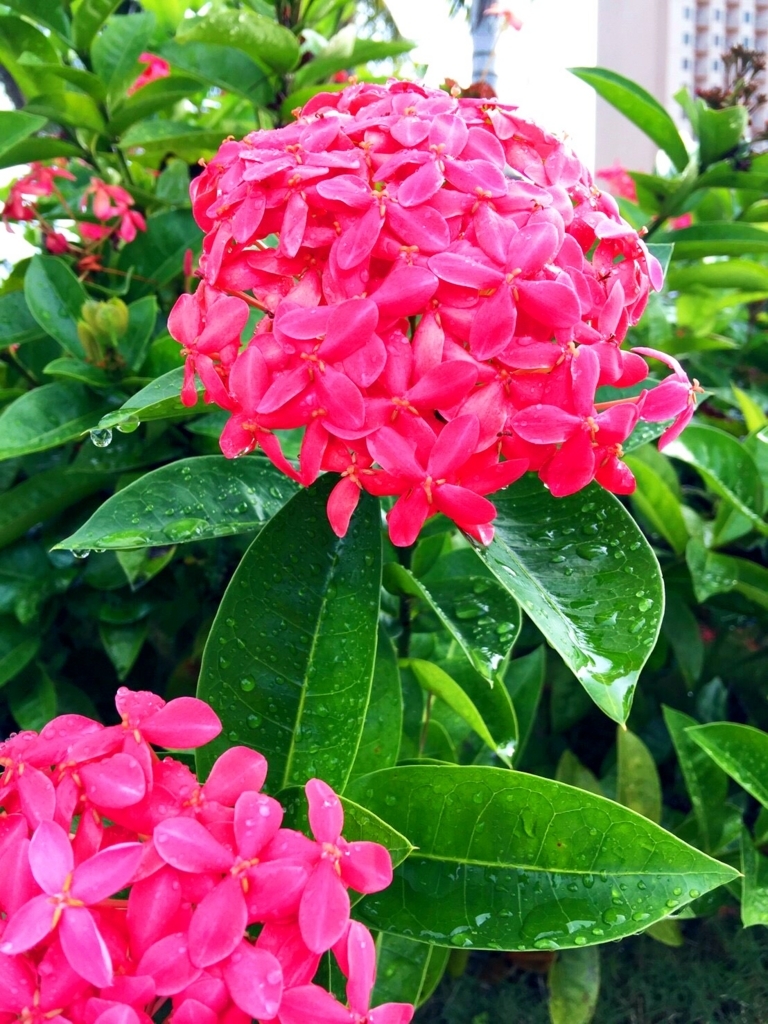 f:id:COCOROCK:20170823145454j:plain f:id:COCOROCK:20170823145454j:plain
