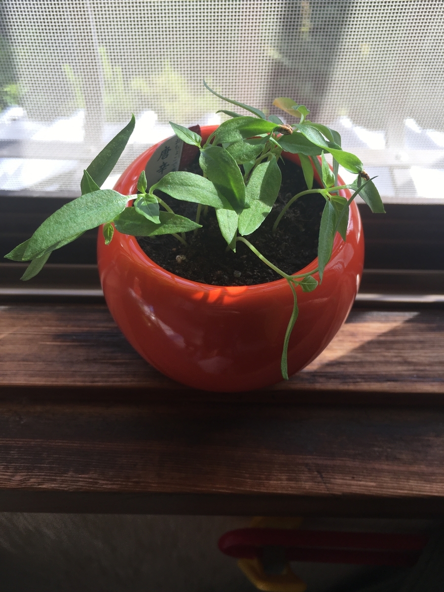 植え替えした唐辛子