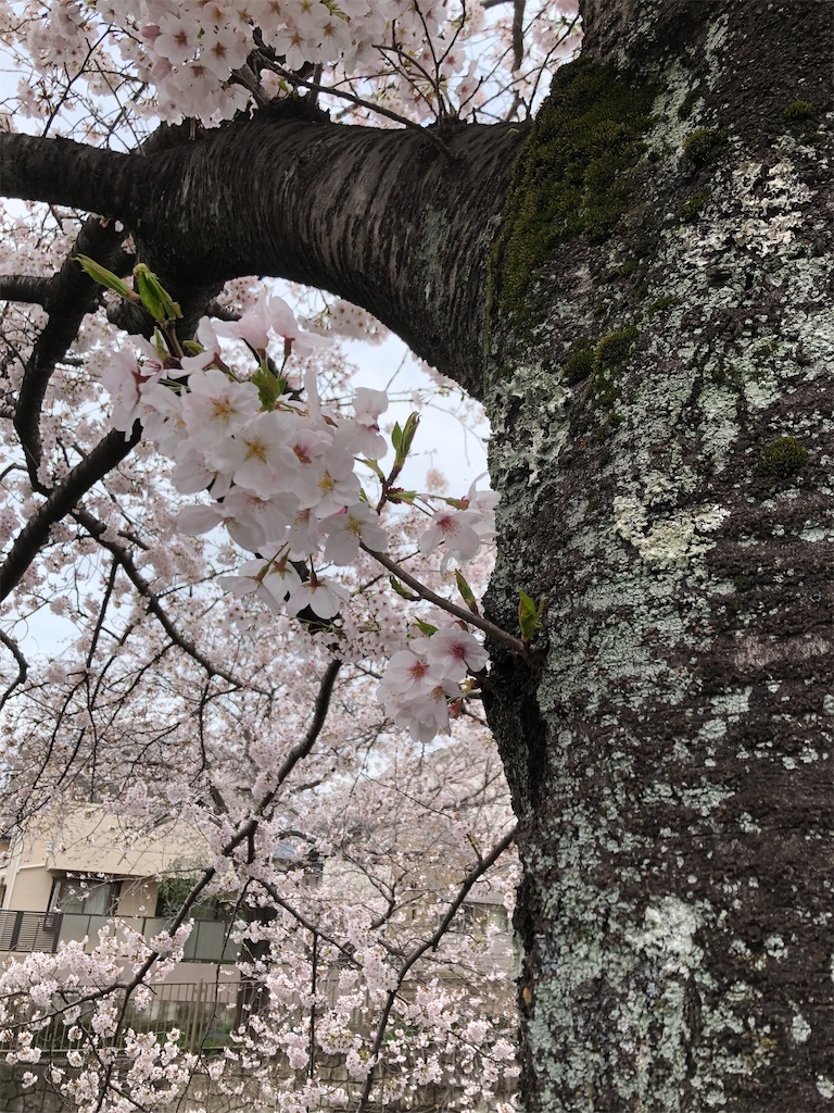 f:id:COSMOS03:20230328000841j:image