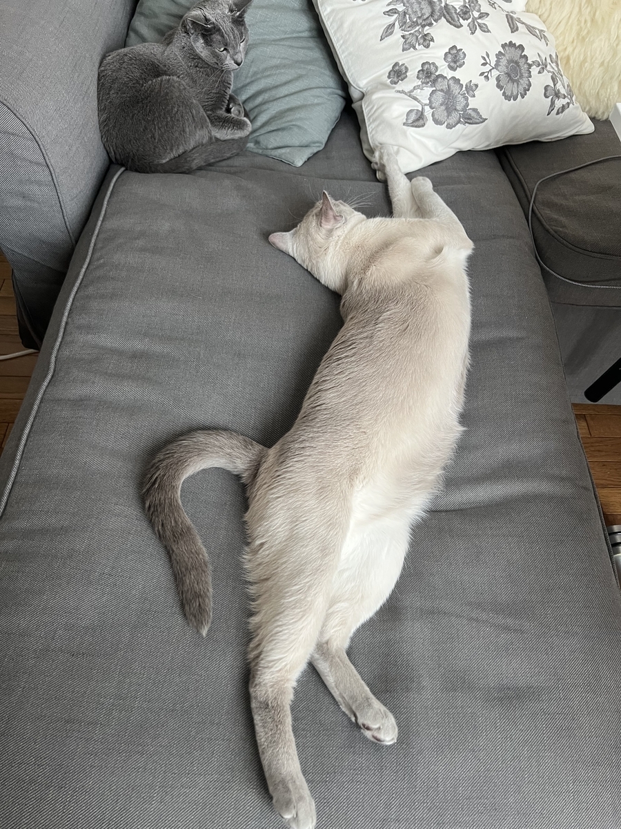 ソファ奥で迷惑そうなカオのポーちゃんと、かまってほしくて手を伸ばすらんまる