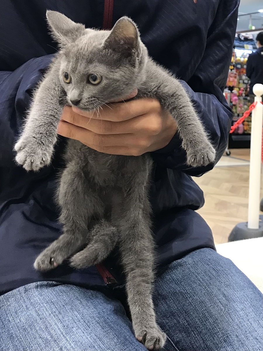 ペットショップで抱っこされるポーちゃん(ロシアンブルー女の子)0才
