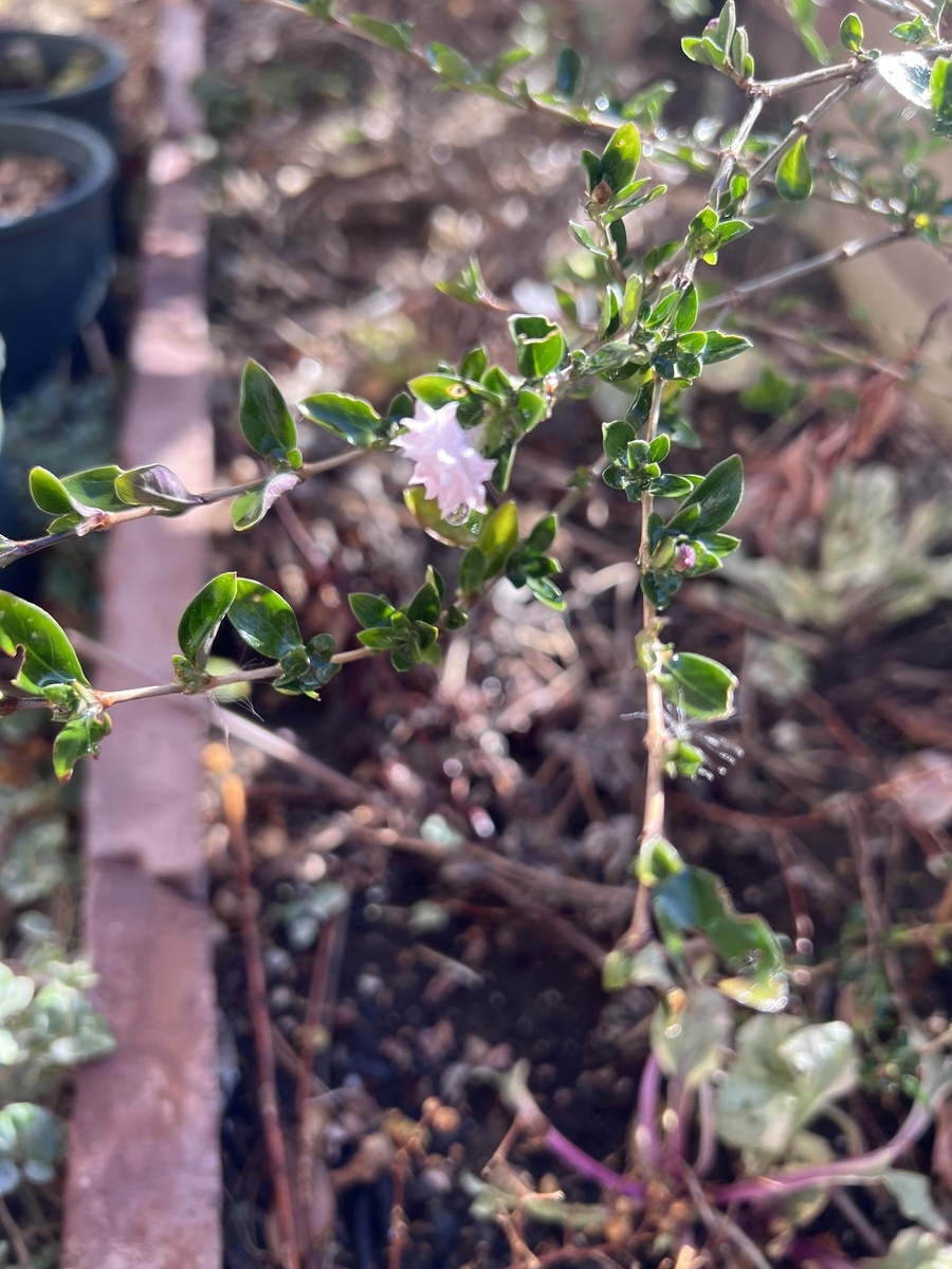 地植えの八重咲きのハクチョウゲ