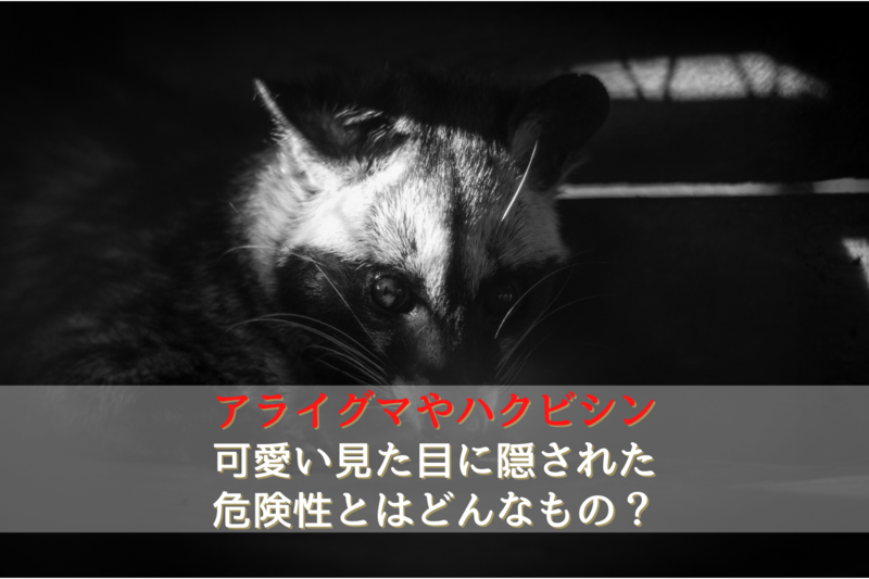 アライグマやハクビシンの被害について