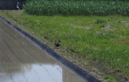 f:id:CUSCUS:20160505075348p:image