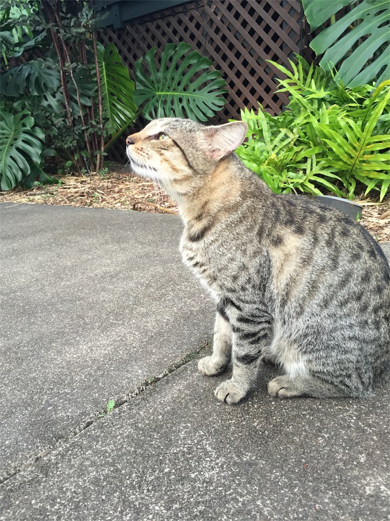 f:id:Cagedsheep:20160929103224j:image