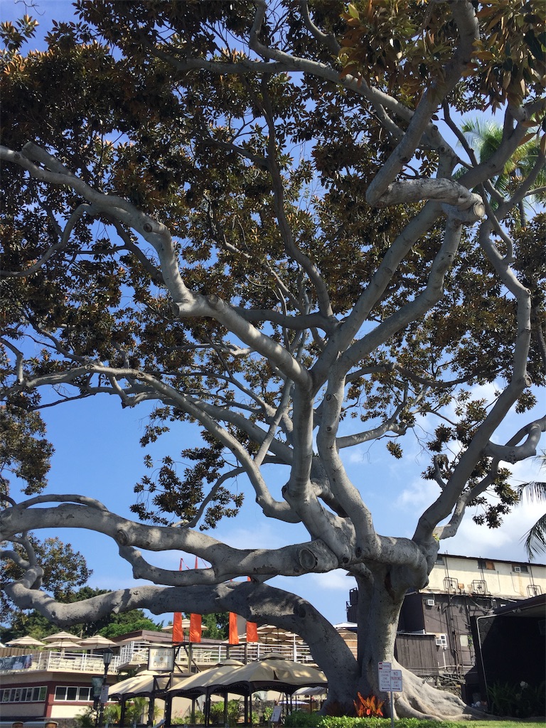 f:id:Cagedsheep:20181023143331j:image