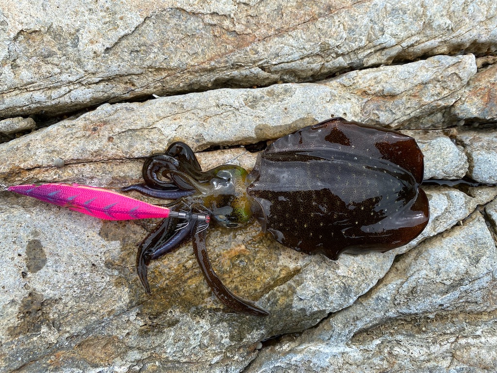 f:id:Calamari_555:20210906205336j:image f:id:Calamari_555:20210906205336j:image