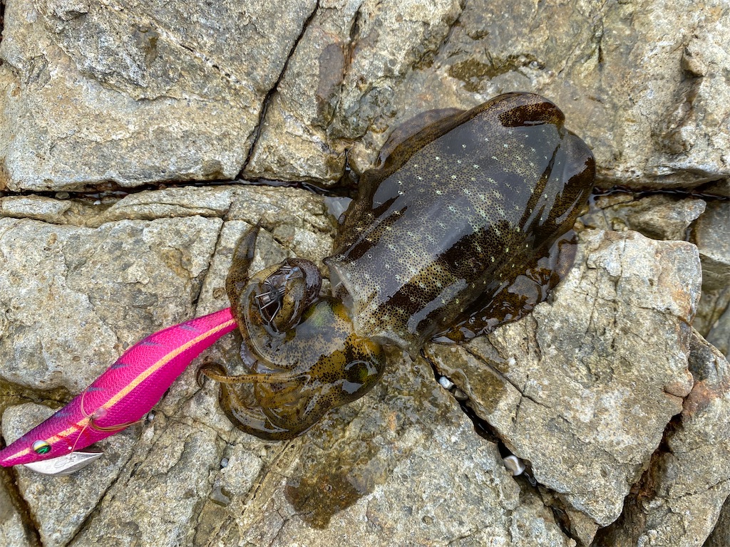 f:id:Calamari_555:20210906205354j:image f:id:Calamari_555:20210906205354j:image