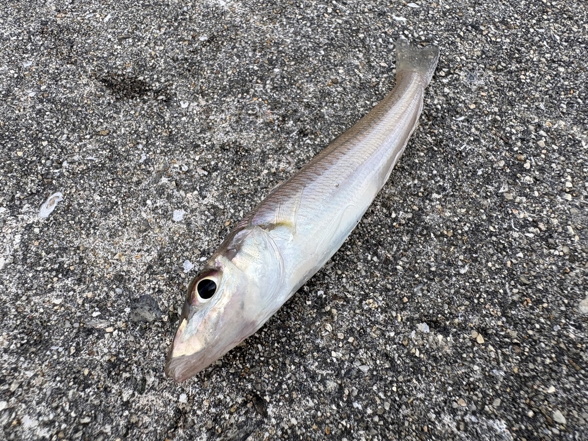 今回の釣行で釣れたキスの写真
