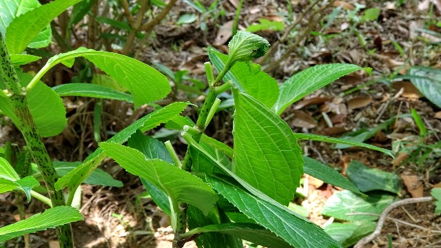 f:id:Callicarpa:20230611090959j:image
