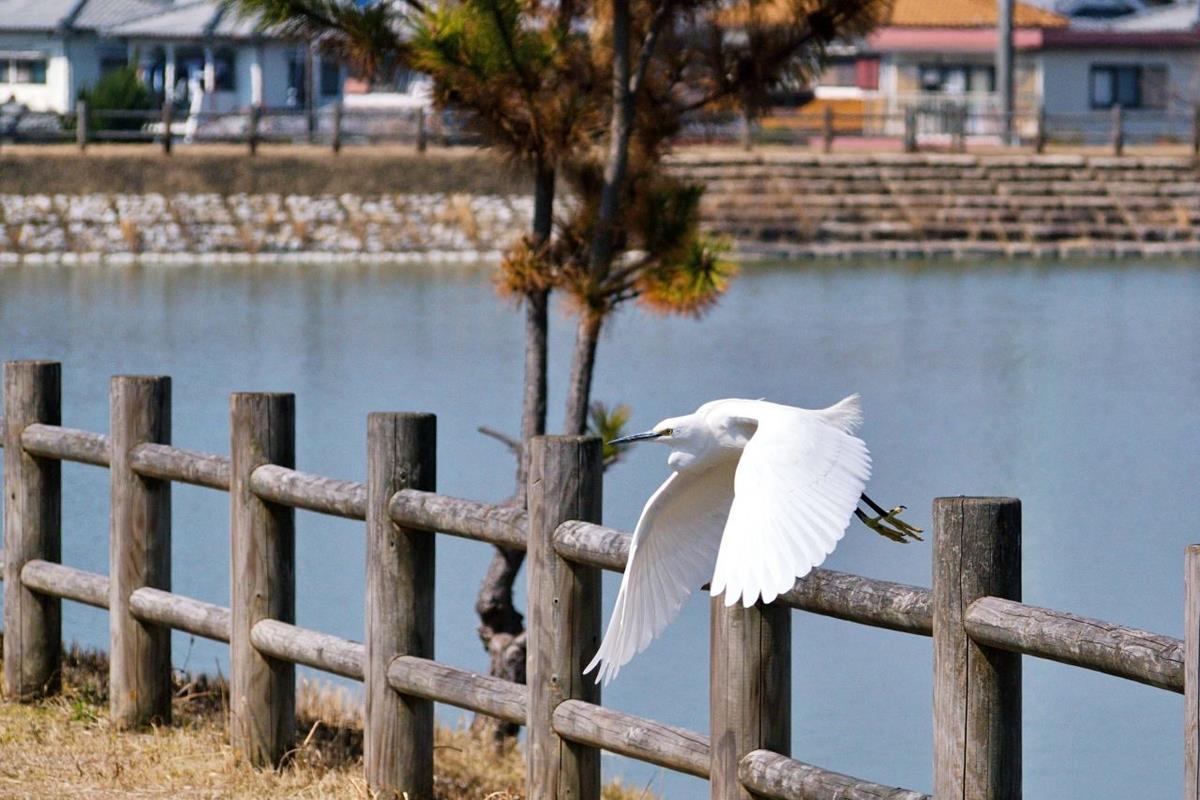オリンパス M.ZUIKO ED 40-150mm F4.0-5.6 Rで撮影した野鳥
