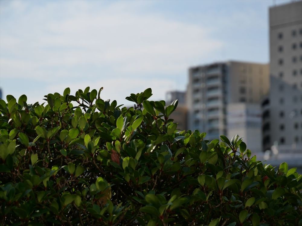 LUMIX G VARIO 12-60mm F3.5-5.6の作例