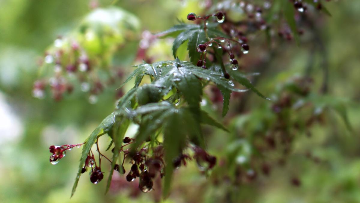 マイクロフォーサーズのカメラで撮影した写真