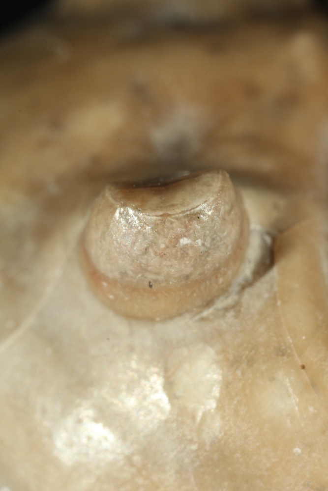 f:id:Calymene:20180226181531j:plain