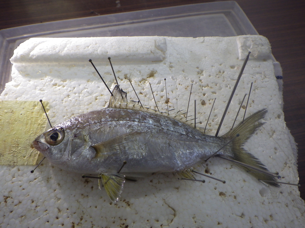 身近な話題】魚類標本の製作実習；鹿児島大学総合博物館本村研究室にて