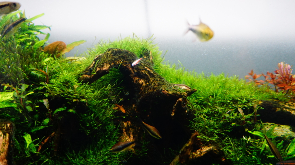 f:id:Capybarawater:20180217180612j:plain f:id:Capybarawater:20180217180612j:plain