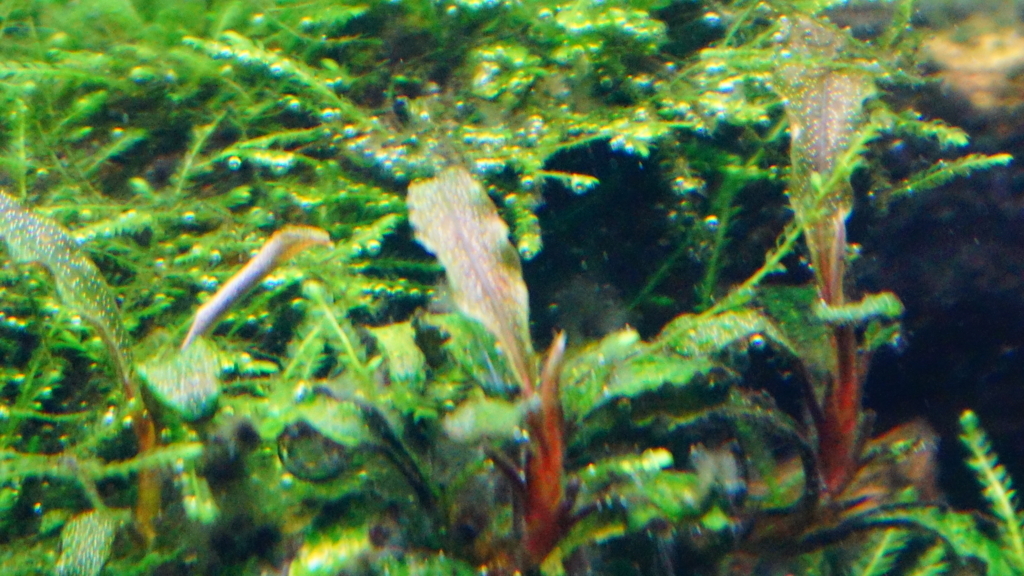 f:id:Capybarawater:20180217180840j:plain f:id:Capybarawater:20180217180840j:plain
