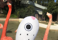 ちんあなご